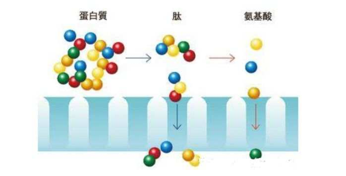 一篇大實話丨讀懂年輕五歲，速來圍觀